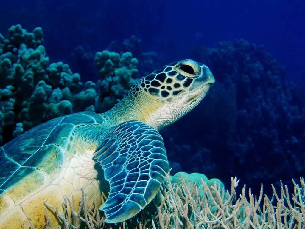 Green turtle resting on coral reef with marine life in clear water at a Red Sea reef, Sharm el Sheikh