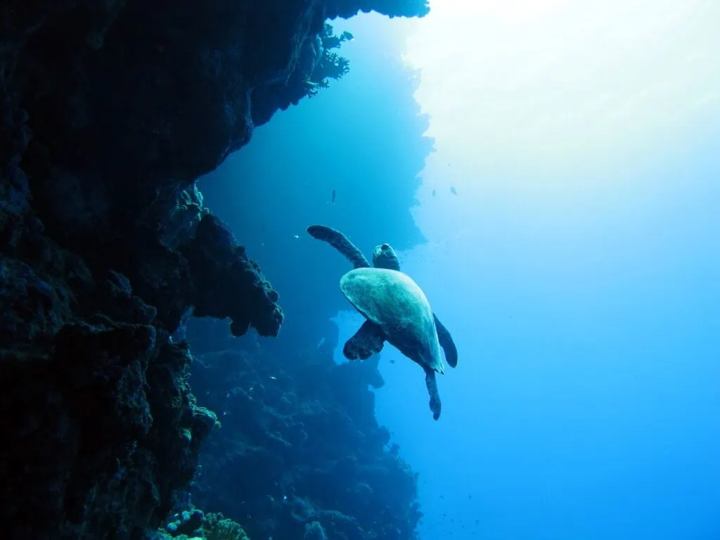Hawksbill turtle swimming along the coral reef wall at the Blue Hole dive site with clear deep water, Dahab