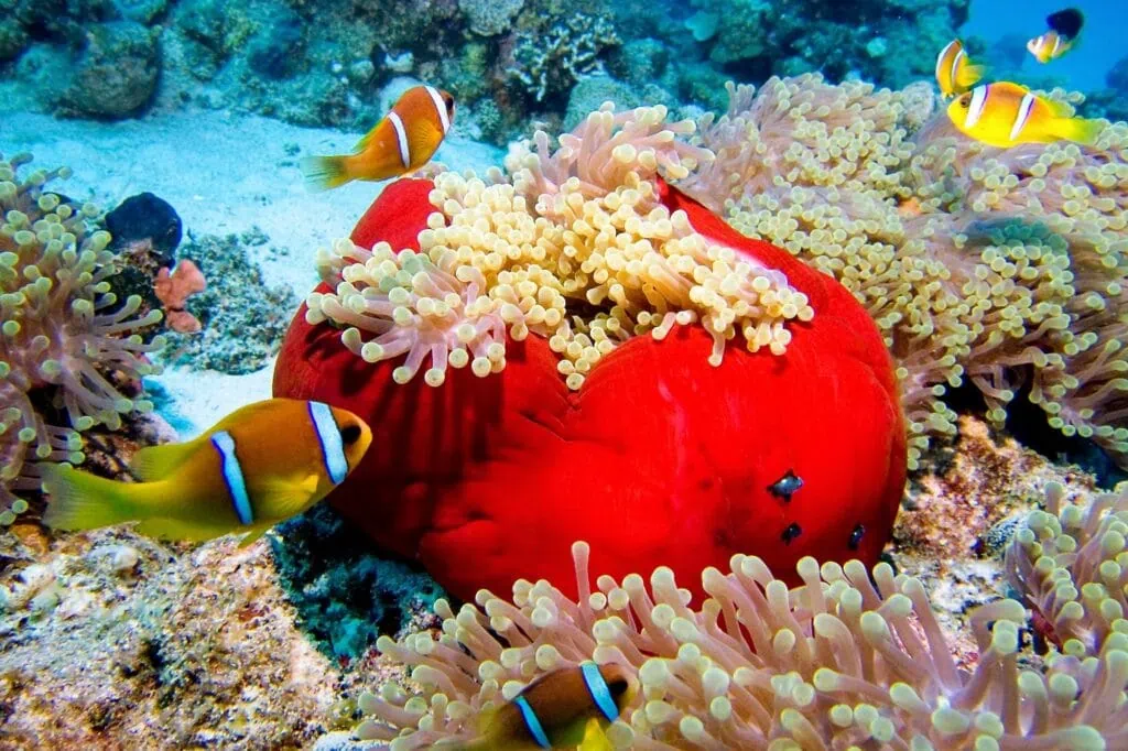 A great number of clownfish over a beautiful red anemone in the Red Sea, Egypt