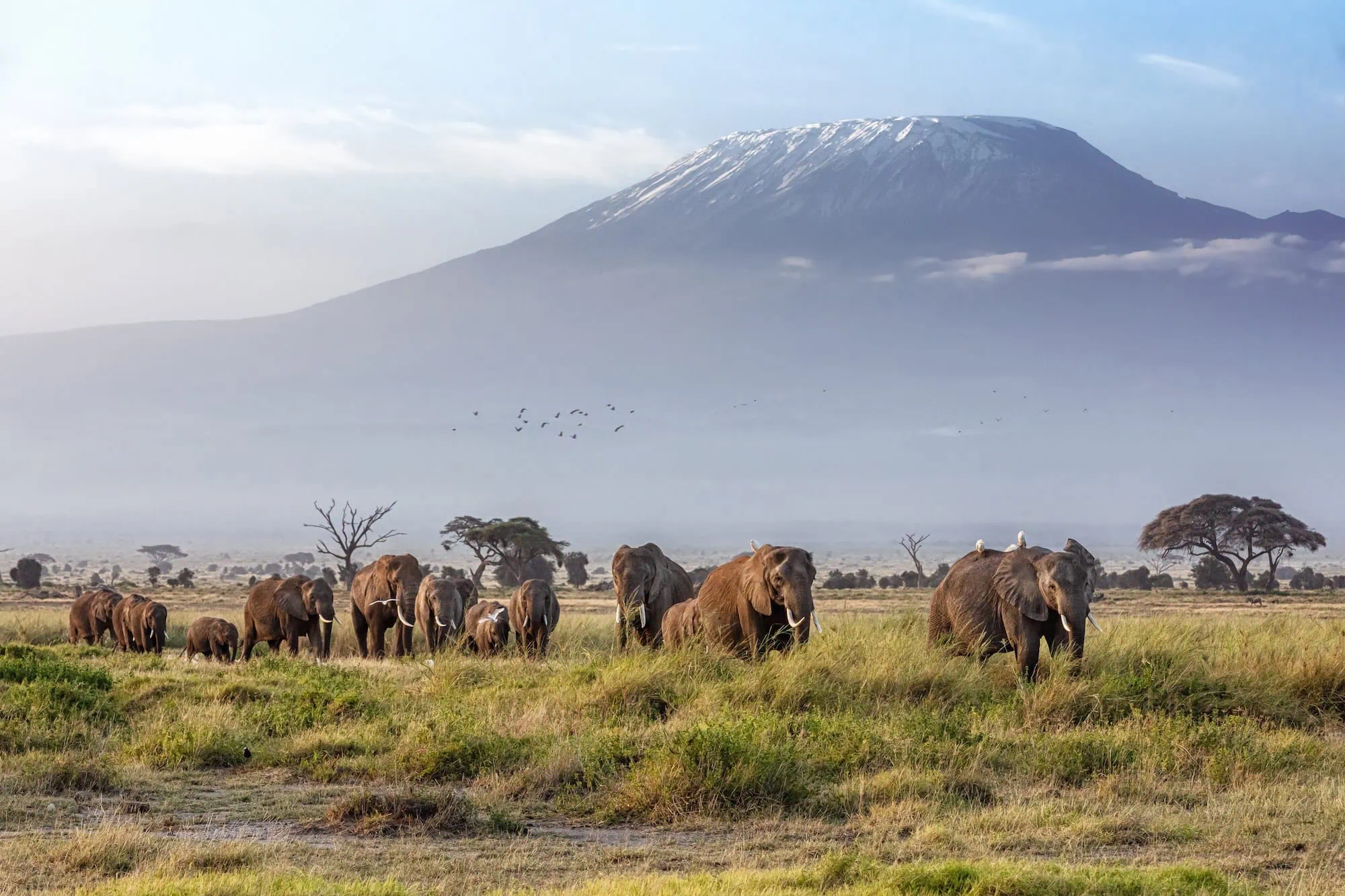 A large herd of elephants walking across the grasslands of Amboseli National Park, Kenya, with the snow-capped summit of Mount Kilimanjaro (5,895 m, just across the Tanzanian border) visible in the background