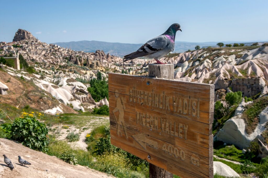 A pigeon sits on a sign post above Pigeon Valley at Uchisar in the Cappadocia region of Turkey on a spring day.