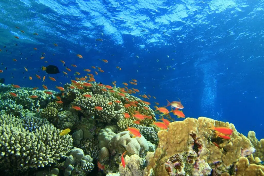 A vibrant coral reef scene in the Red Sea showing branching corals, soft coral fans, and small reef fish in clear blue water