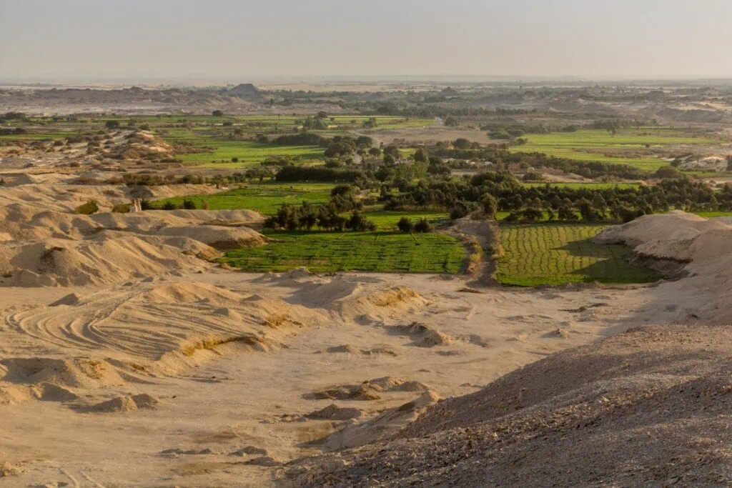 Vegetation and desert landscape in Dakhla Oasis