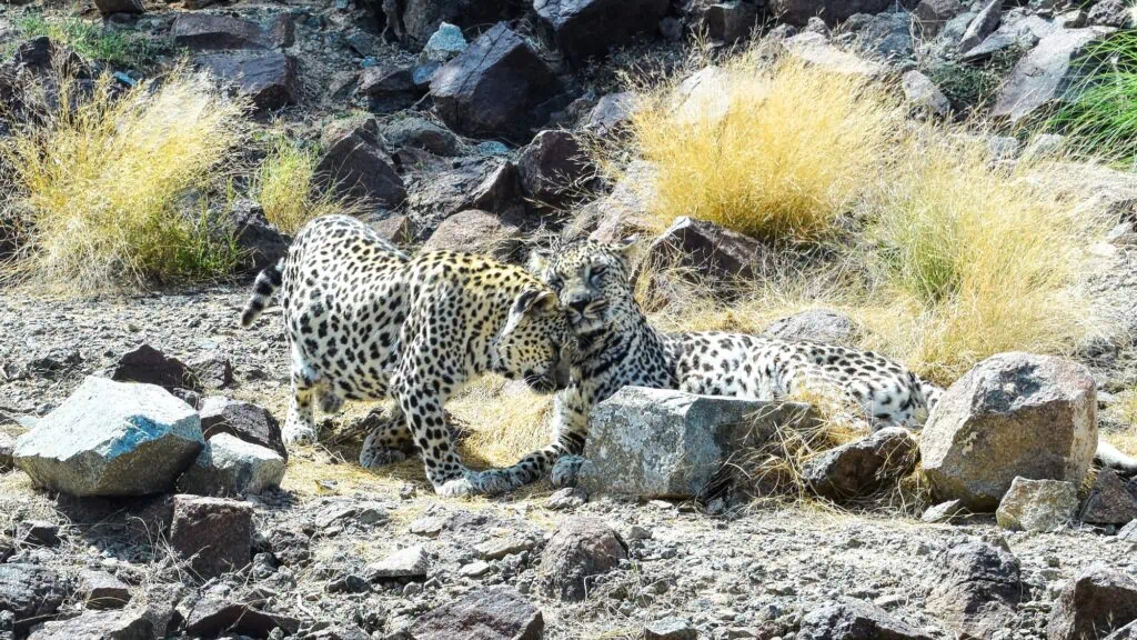 Arabian Leopards resting on rocky desert terrain at Sinai Desert, South Sinai