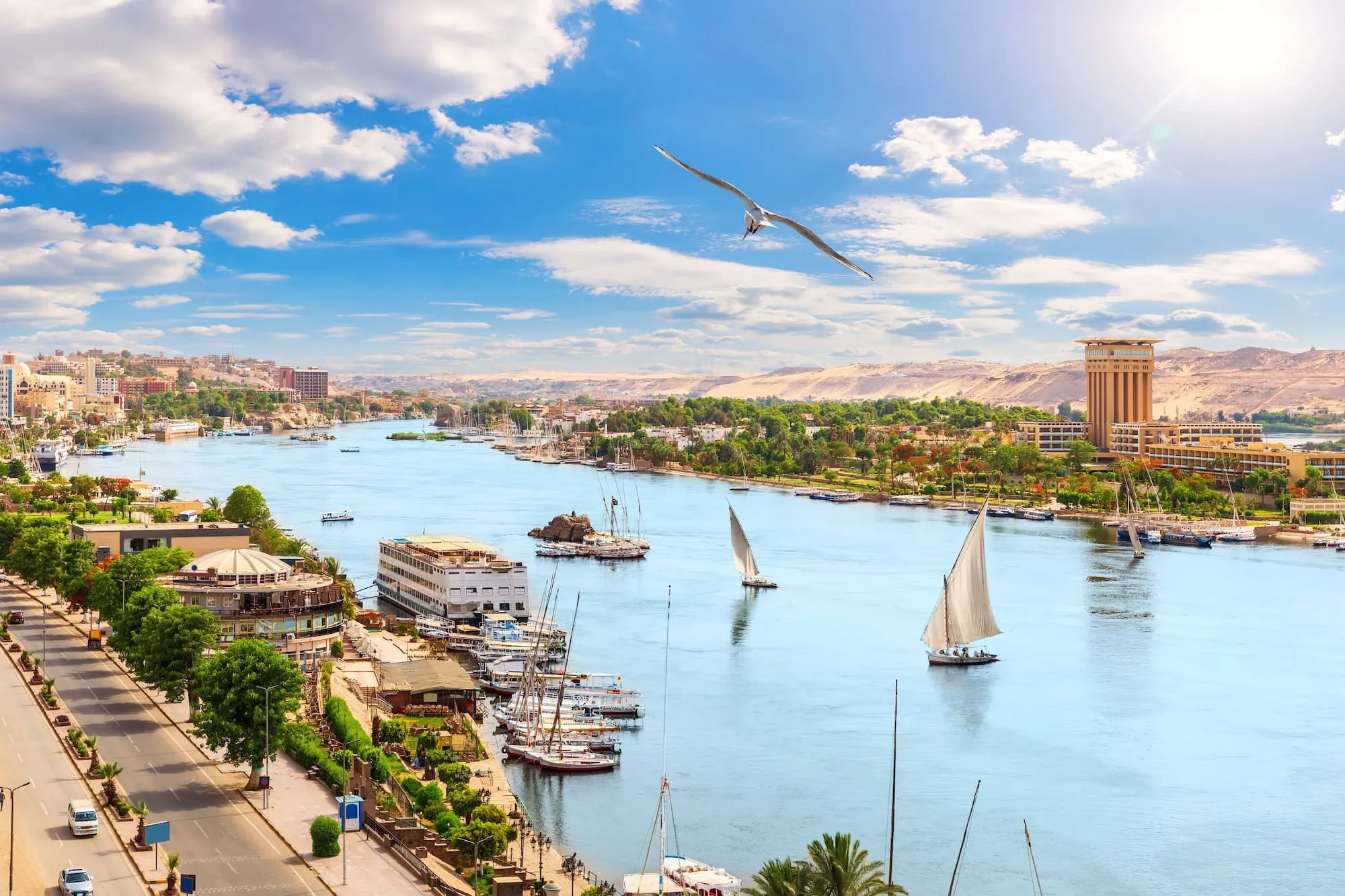 Seagull flying over Nile River with felucca sailboats and palm trees