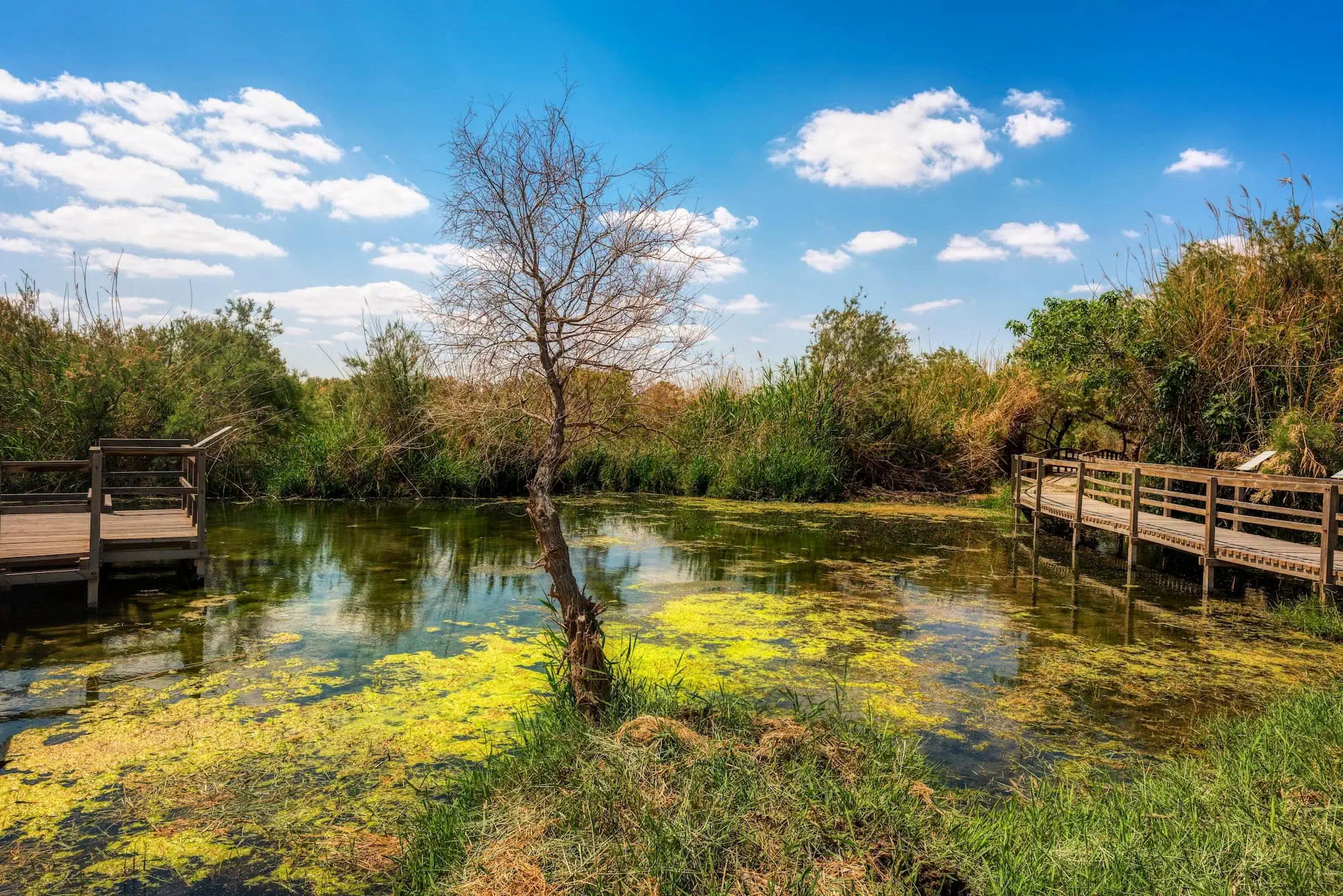 Azraq Wetland Reserve – A Story of Demise and Rebirth