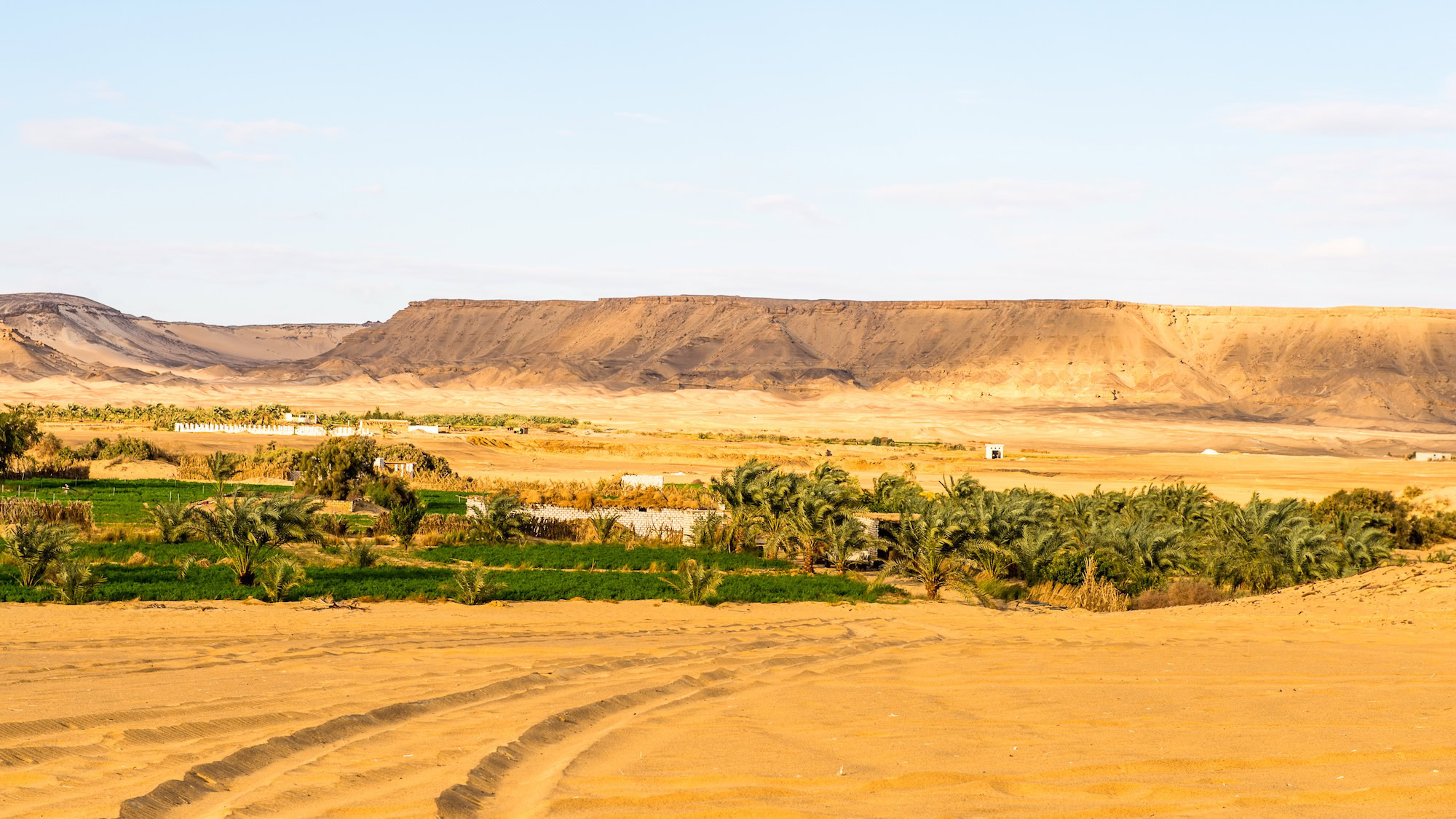 Egyptian desert oasis settlement with palm trees and buildings