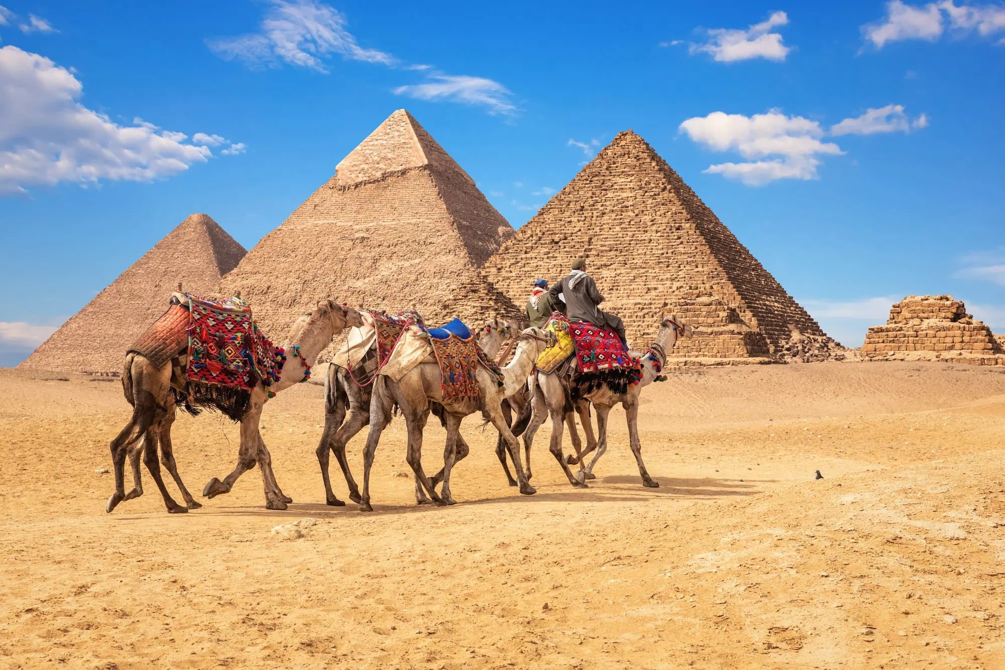 Camelos com mantas coloridas e condutores vestidos tradicionalmente nas Pirâmides de Gizé