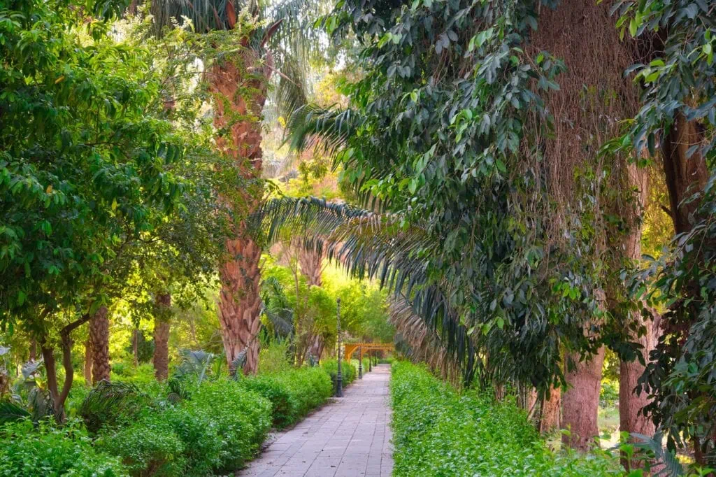 Tropical plants and royal palms in the botanical garden on Kitchener's Island in the Nile at Aswan