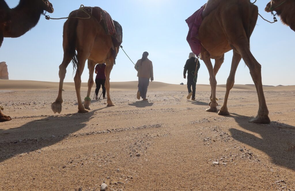 Camel caravan crossing the vast sands of the Western Desert