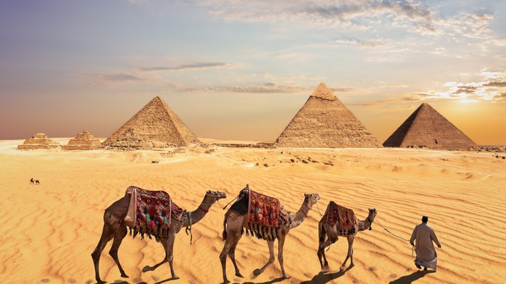 Camels walking by the Great Pyramids