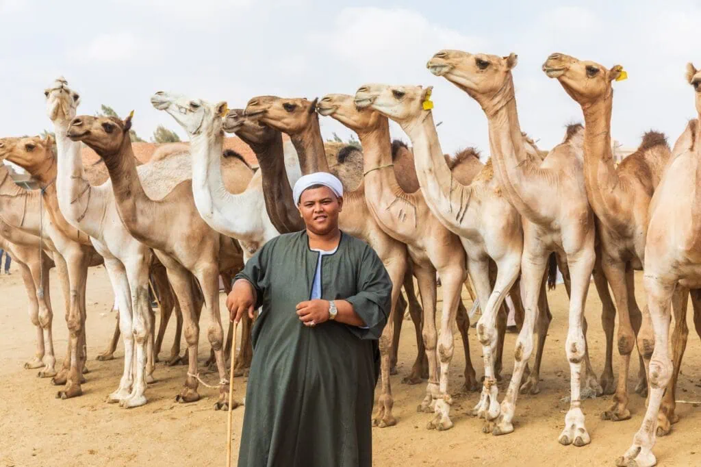 Daraw Camel Market