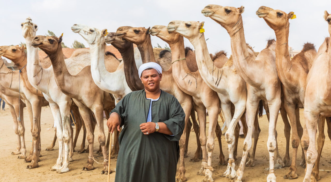 Daraw Camel Market