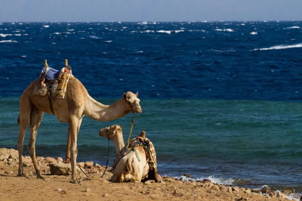 Camels resting on a sandy beach along the Red Sea coast on the Sinai peninsula, with the sea behind, Egypt.