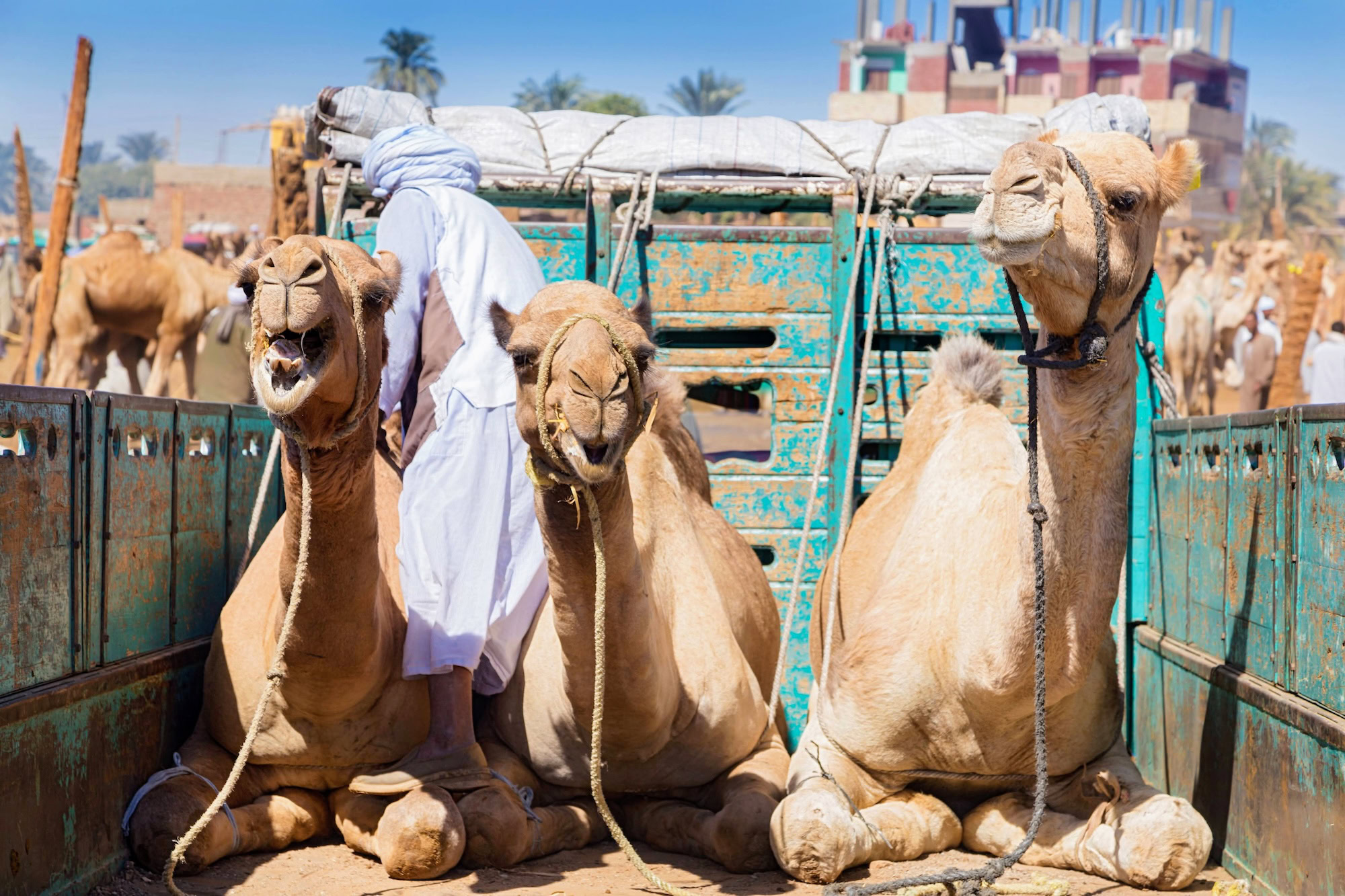 Bustling camel market scene in Daraw, Egypt with camels, traders and market infrastructure