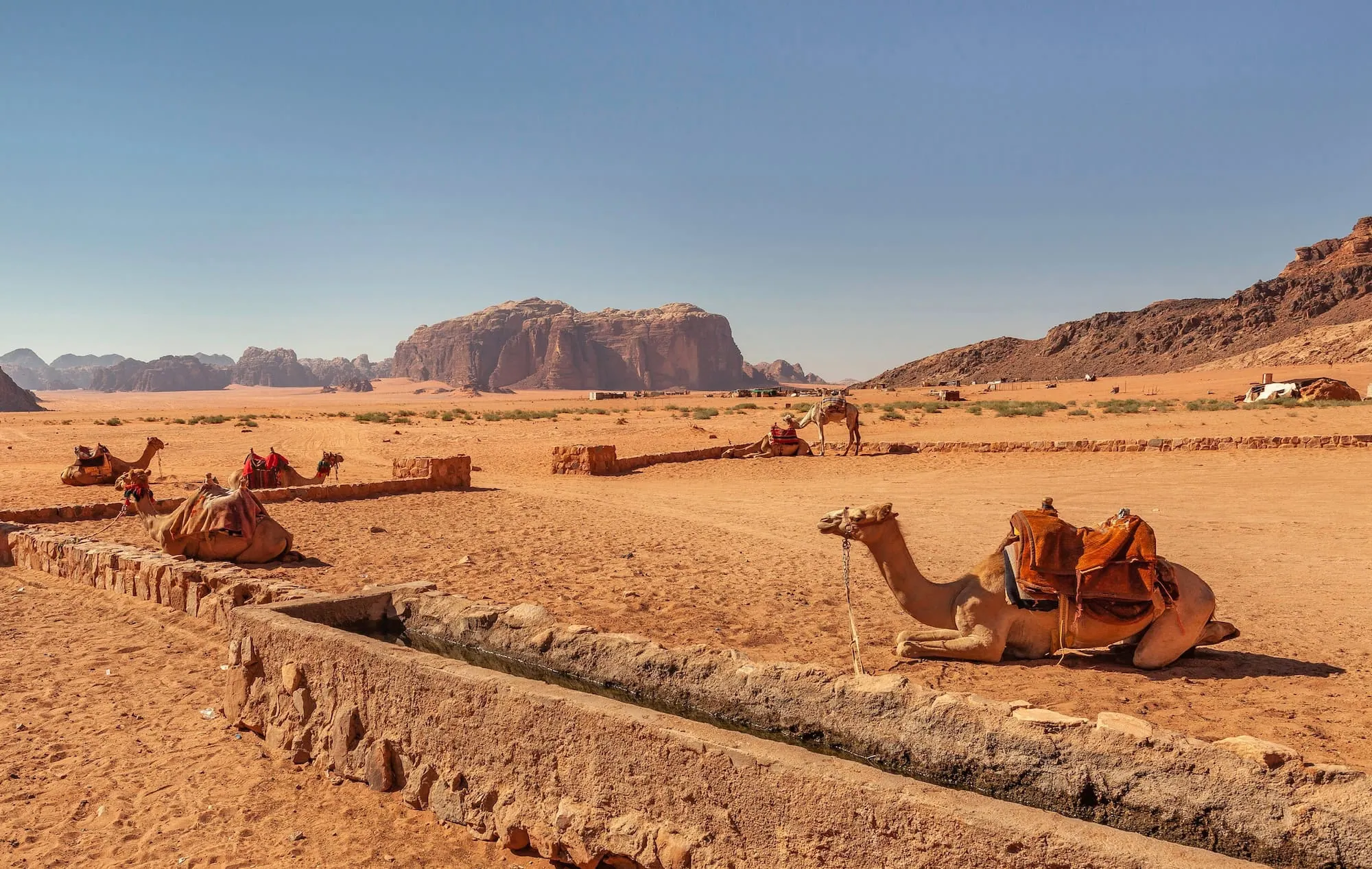 Camels resting at Lawrence's Spring in Wadi Rum desert with sandstone cliffs