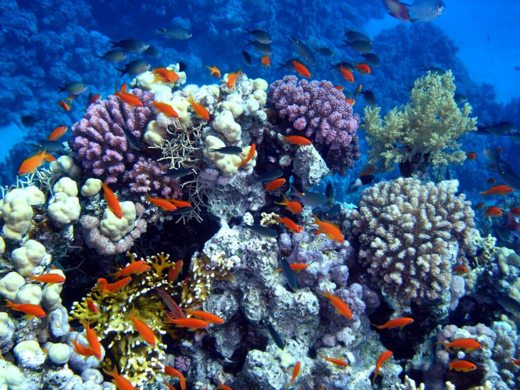 Coral colony and coral fish. Red sea. Egypt. The second edition