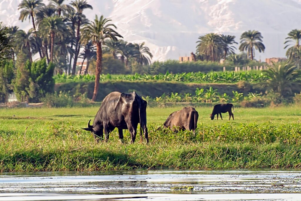 Scene of rural life along the River Nile