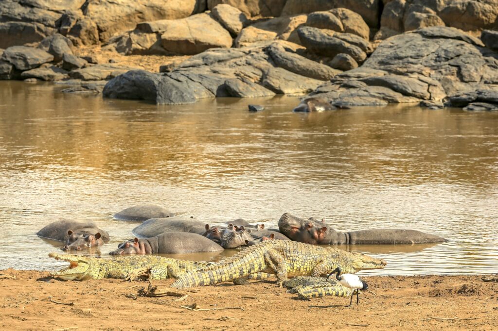 Crocodiles and hippos along the banks of the Mara River in the Maasai Mara National Reserve, Kenya — the river crossing site of the Great Migration's wildebeest and zebra herds during the July to October dry season