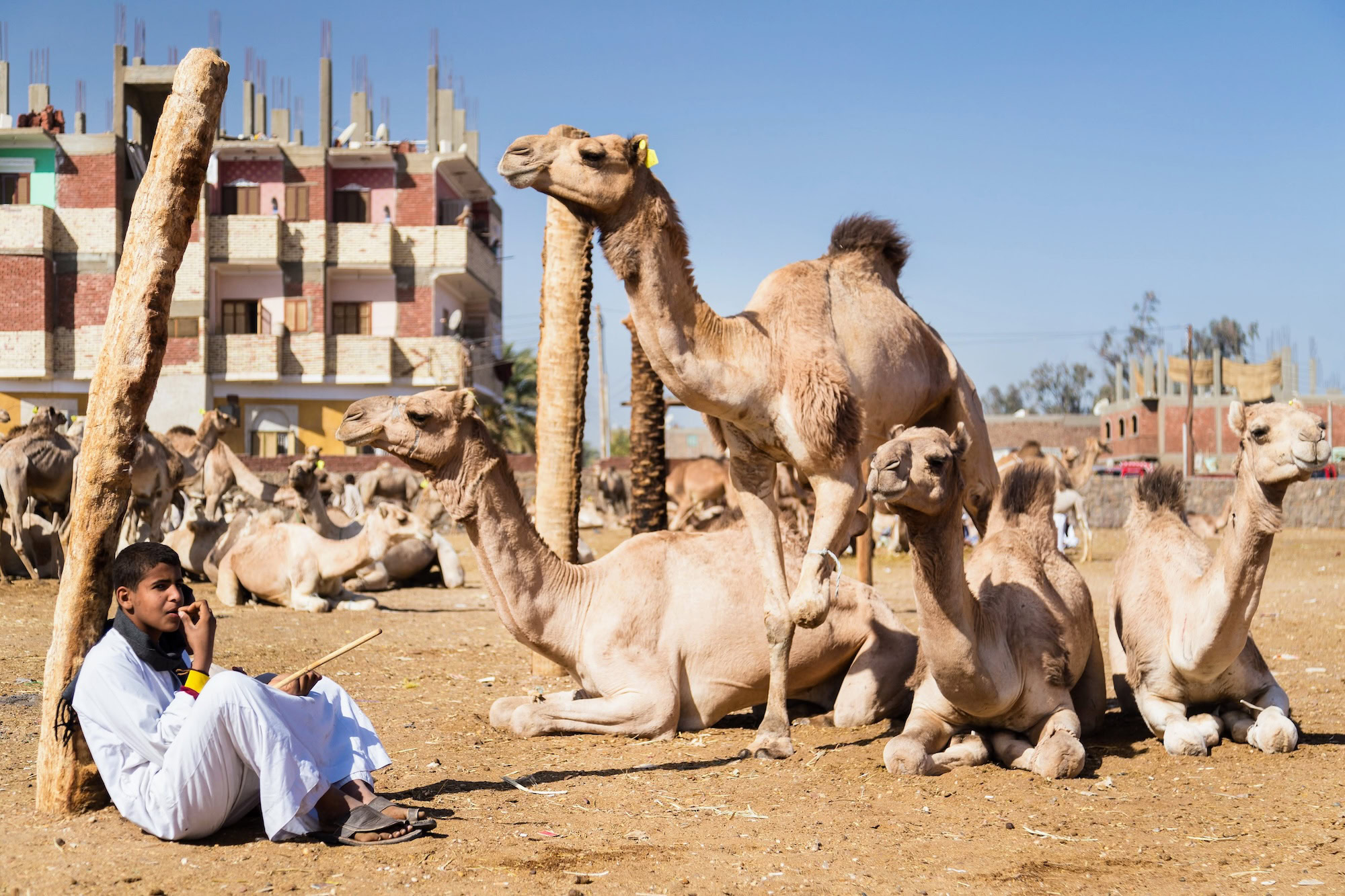 Man in traditional clothing at Egyptian camel market with camels and buildings