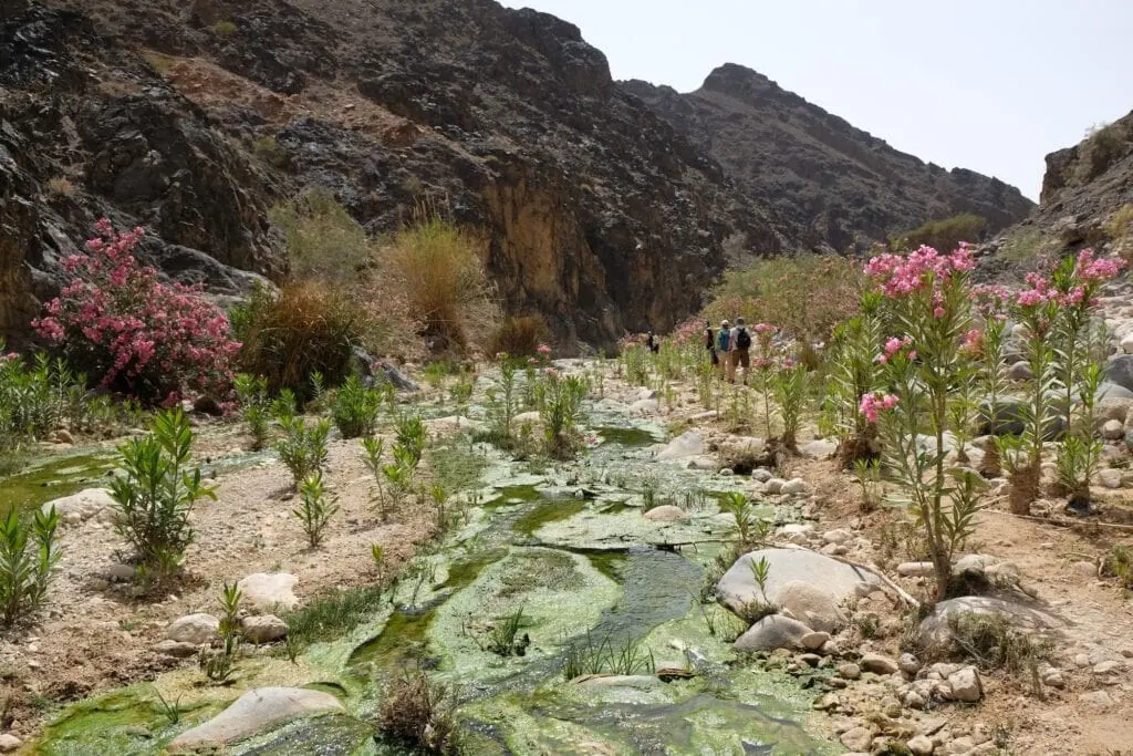 Wadi Ghuweir Canyon with flowing river, hiking silhouettes on a trail, and blooming oleander bushes in Dana Biosphere Reserve, Dana