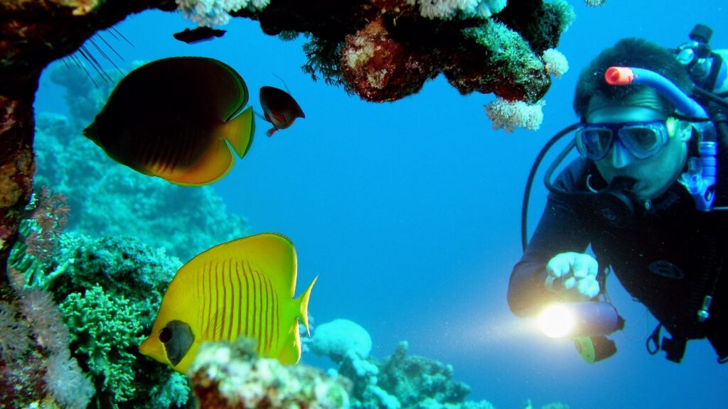 Scuba diver swimming alongside a butterflyfish in the clear waters of the Red Sea, Hurghada