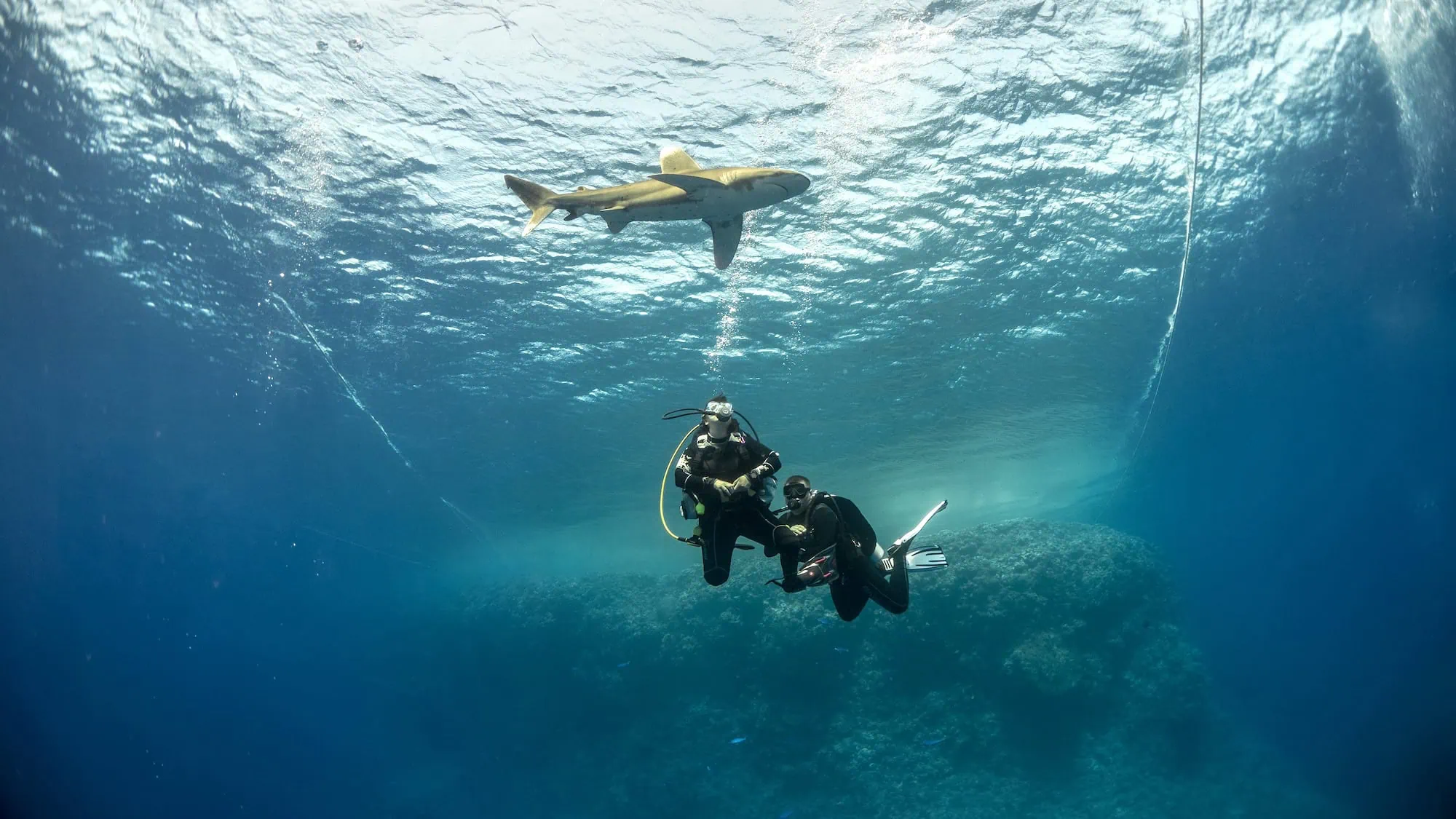 Underwater photograph of two scuba divers swimming near an oceanic whitetip shark in deep blue water