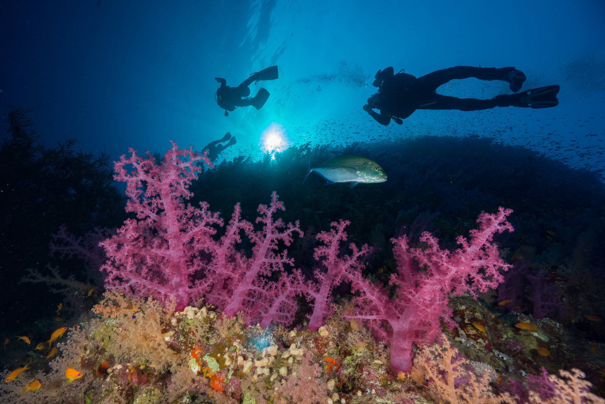 Subacquei che esplorano la barriera corallina del Mar Rosso con pesci tropicali