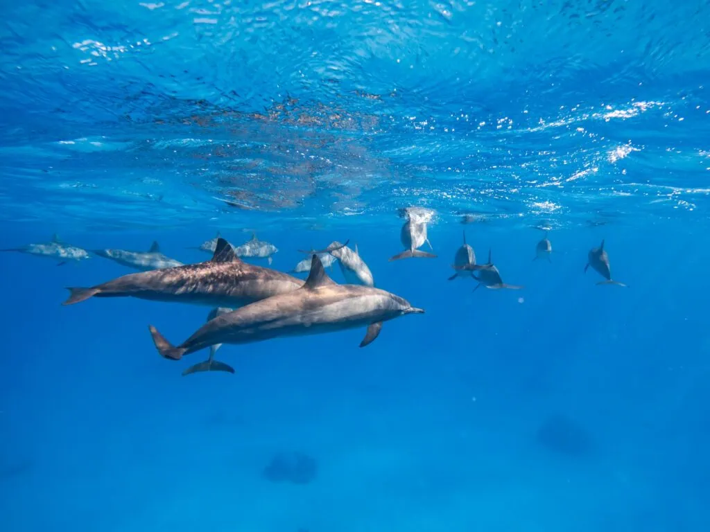 Dolphins swimming in clear Red Sea waters at Dolphin House reef site, Marsa Alam
