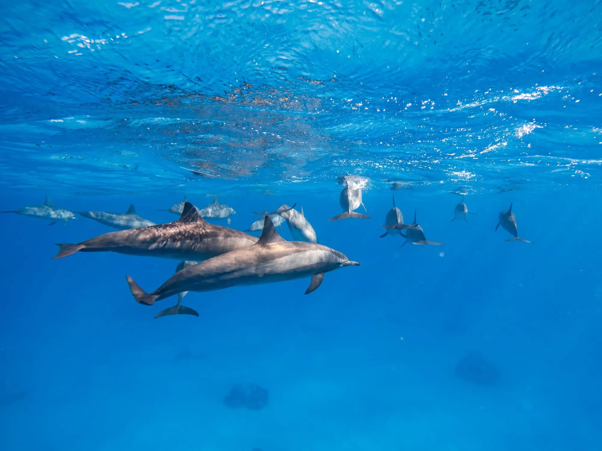 Pod of dolphins swimming in crystal clear blue water of the Red Sea