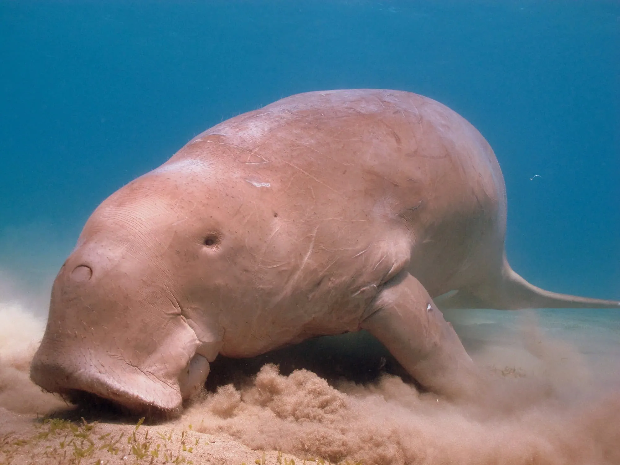 Dugong feeding on seagrass on sandy seafloor in clear blue water