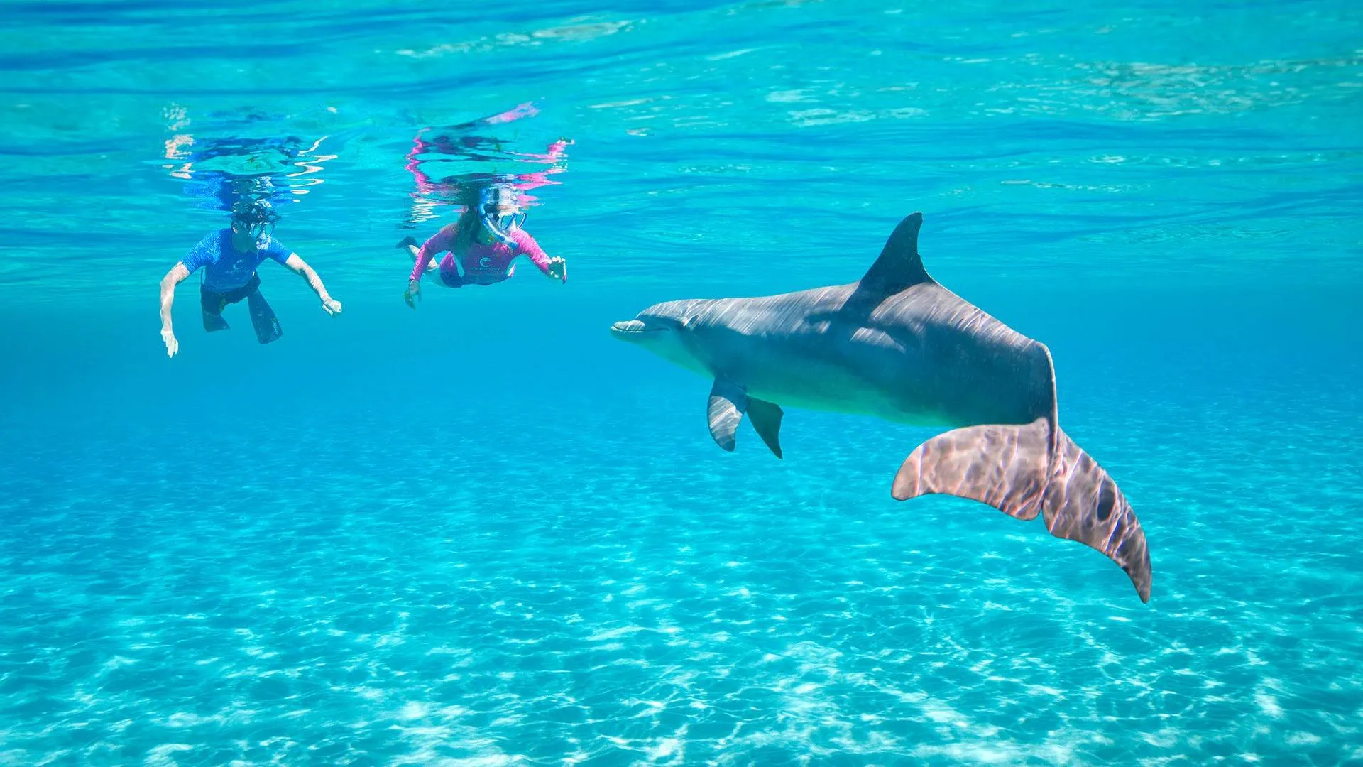 Two snorkelers swimming underwater alongside dolphins in crystal clear blue water at Dolphin House