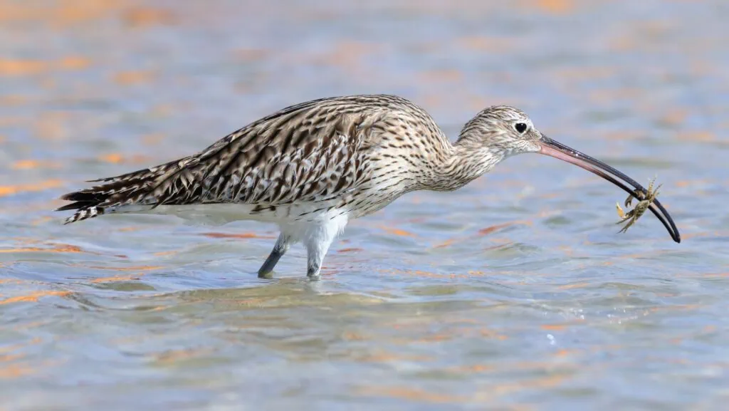 Eurasian curlew holding a crab on a sandy Red Sea beach with shallow water and shoreline vegetation, Nabq
