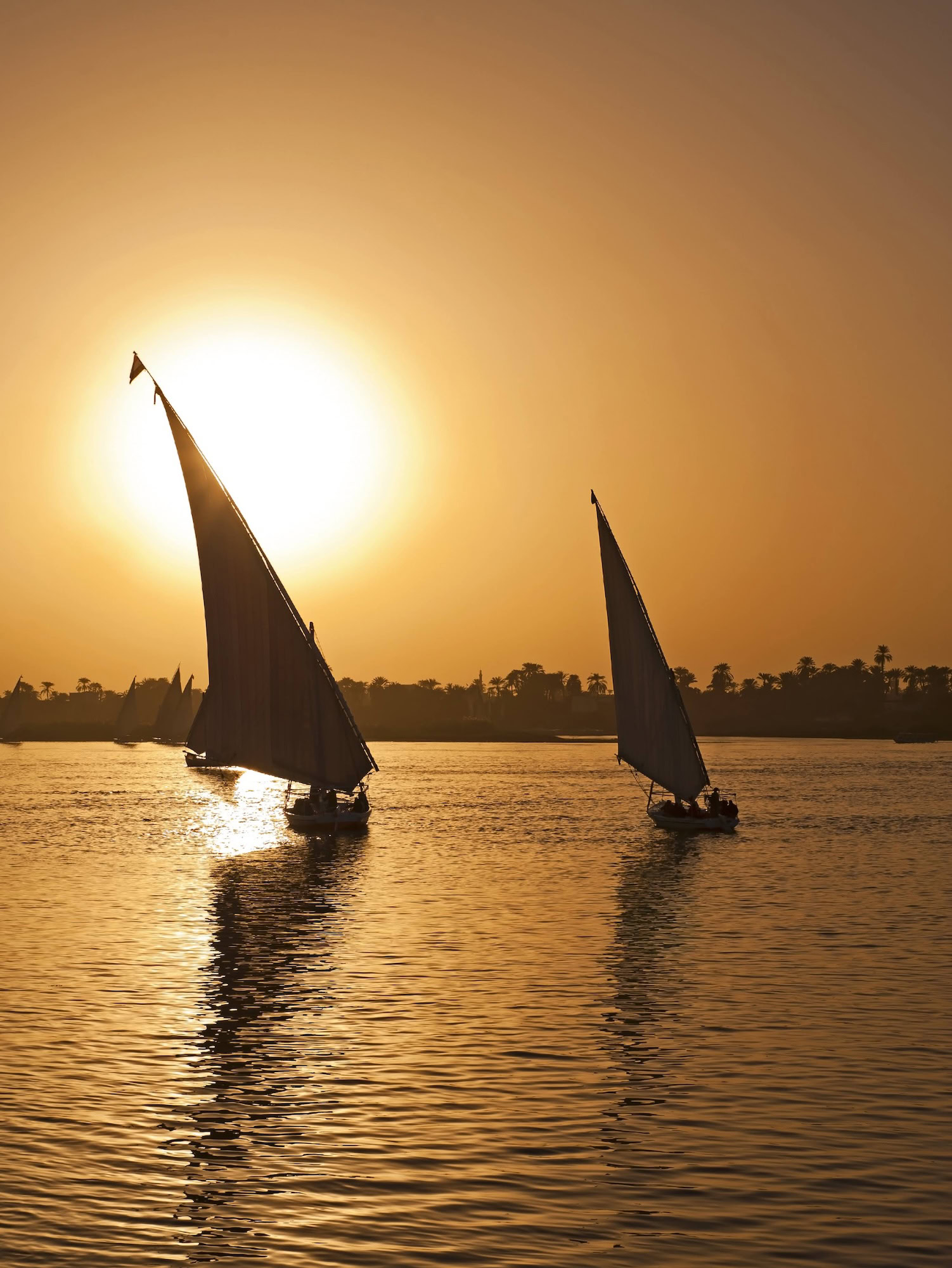 Traditional felucca sailboats on the Nile River with palm trees in background