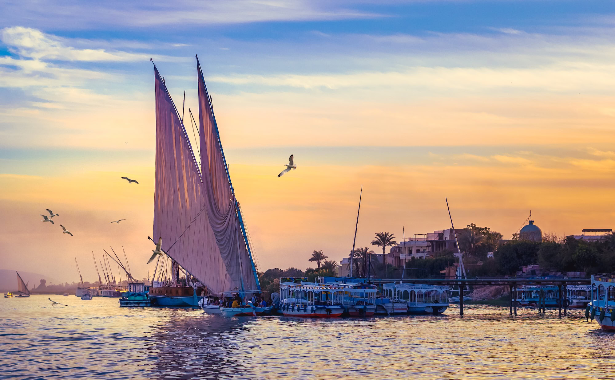 Traditional felucca sailboat on the Nile River with palm trees and birds