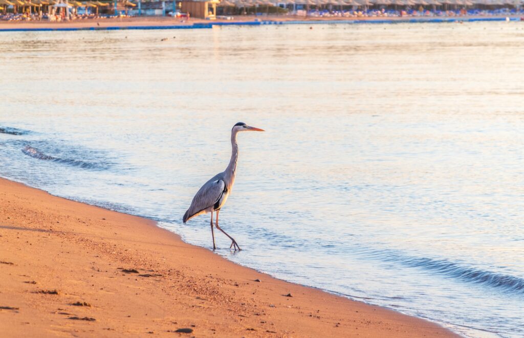 Gray heron fishing, Naama Bay, South Sinai