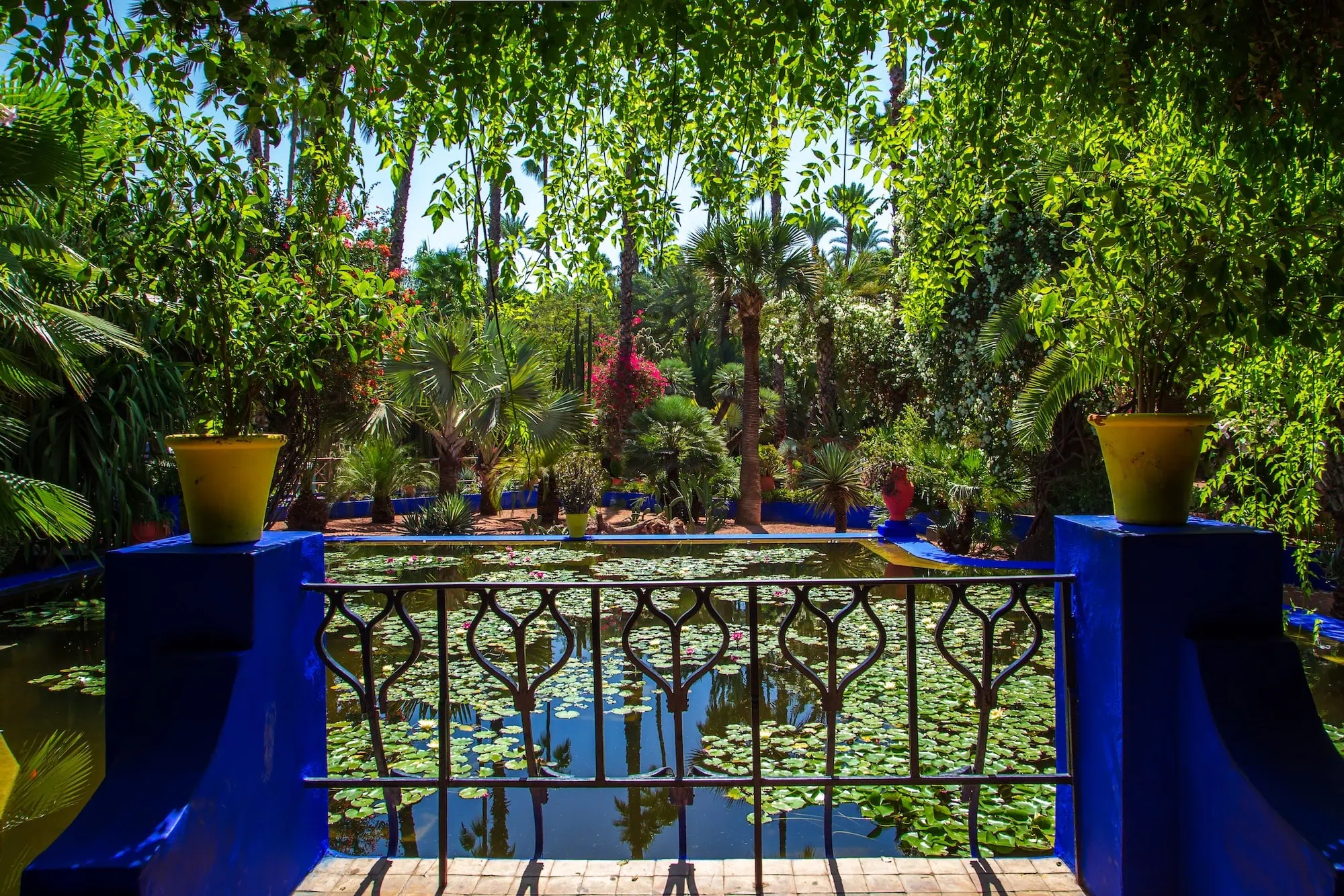 Majorelle Garden overview with blue architecture, yellow pots, lily pond and tropical vegetation