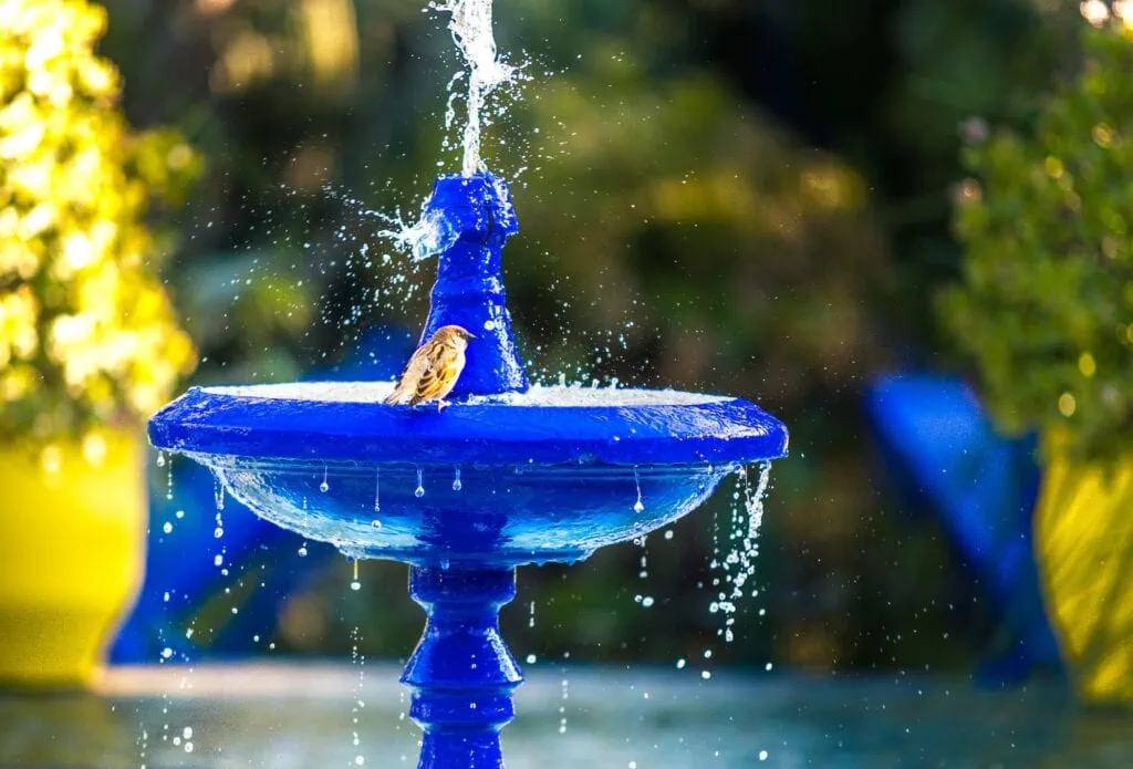 Majorelle Garden fountain with water basin surrounded by lush plants and blue-painted structures Marrakech
