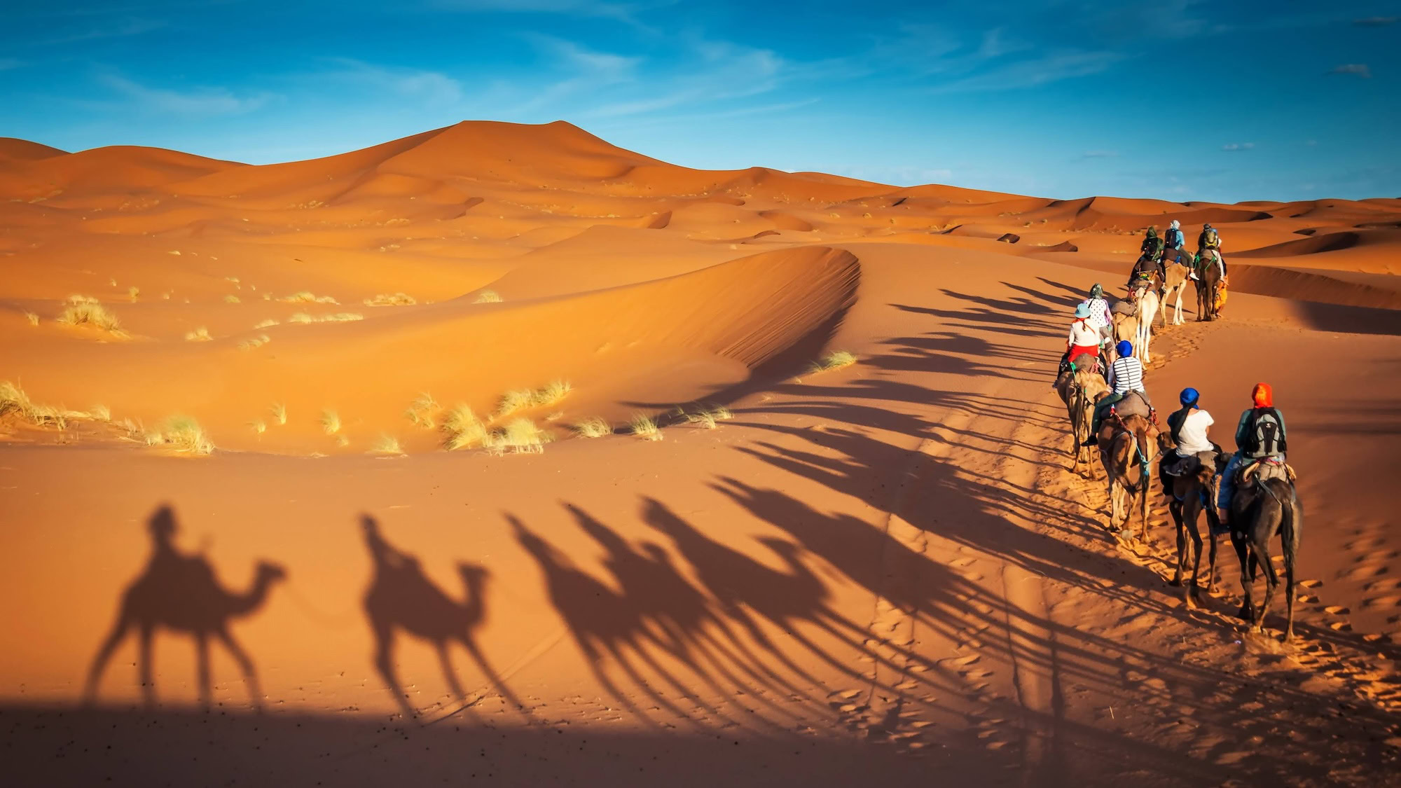 Camels Trekking Guided Safari Tours In Merzouga Morocco Sahara Desert