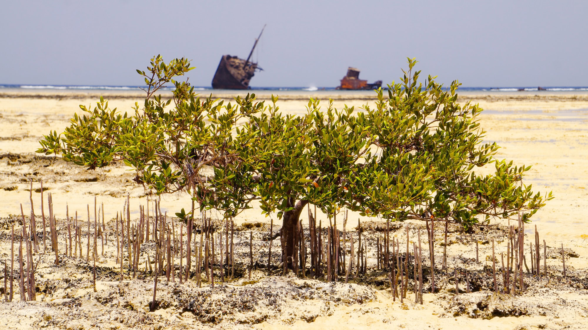 Nabq Protected Area – One of Egypt’s Best Kept National Park Secrets