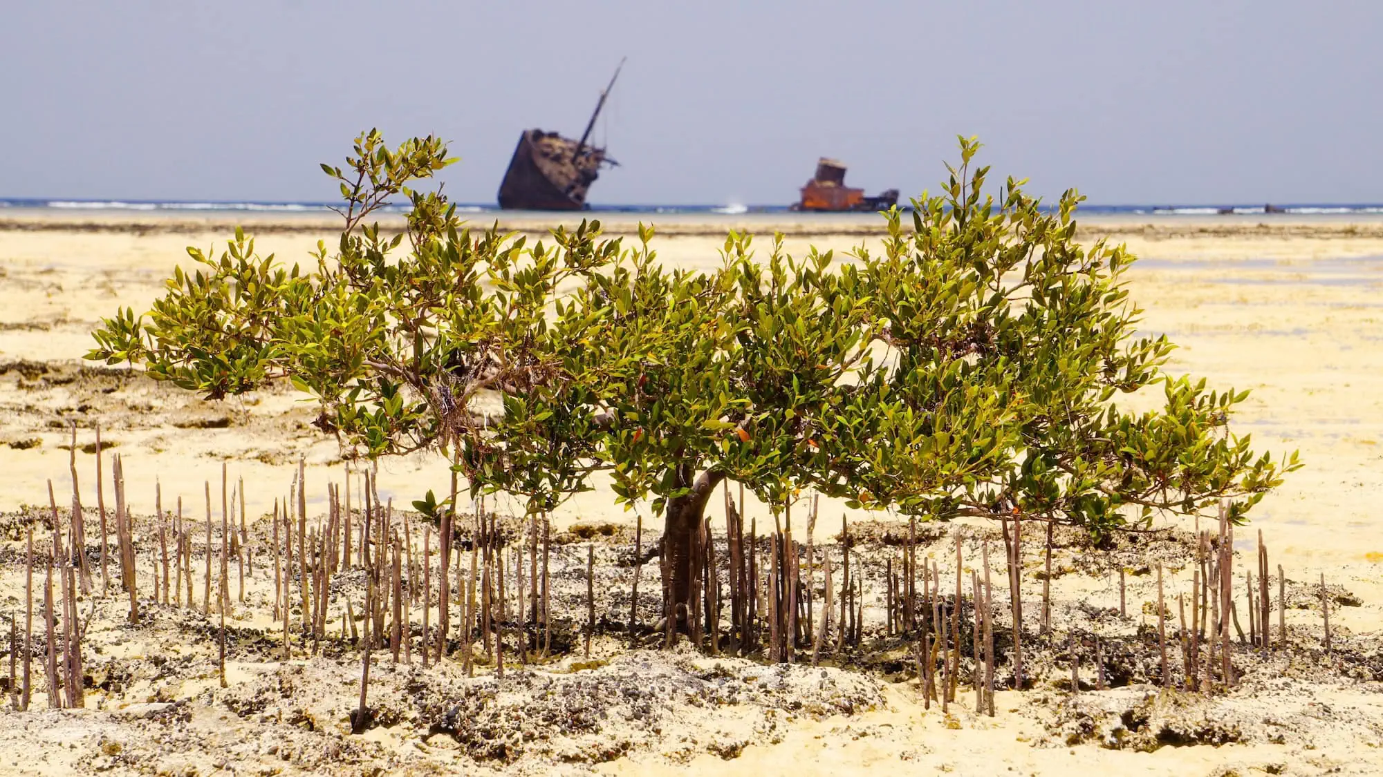 Nabq Protected Area – One of Egypt’s Best Kept National Park Secrets