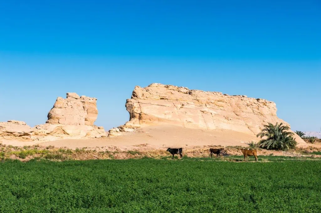 Nature in the Dakhla Oasis Western Desert Egypt 1