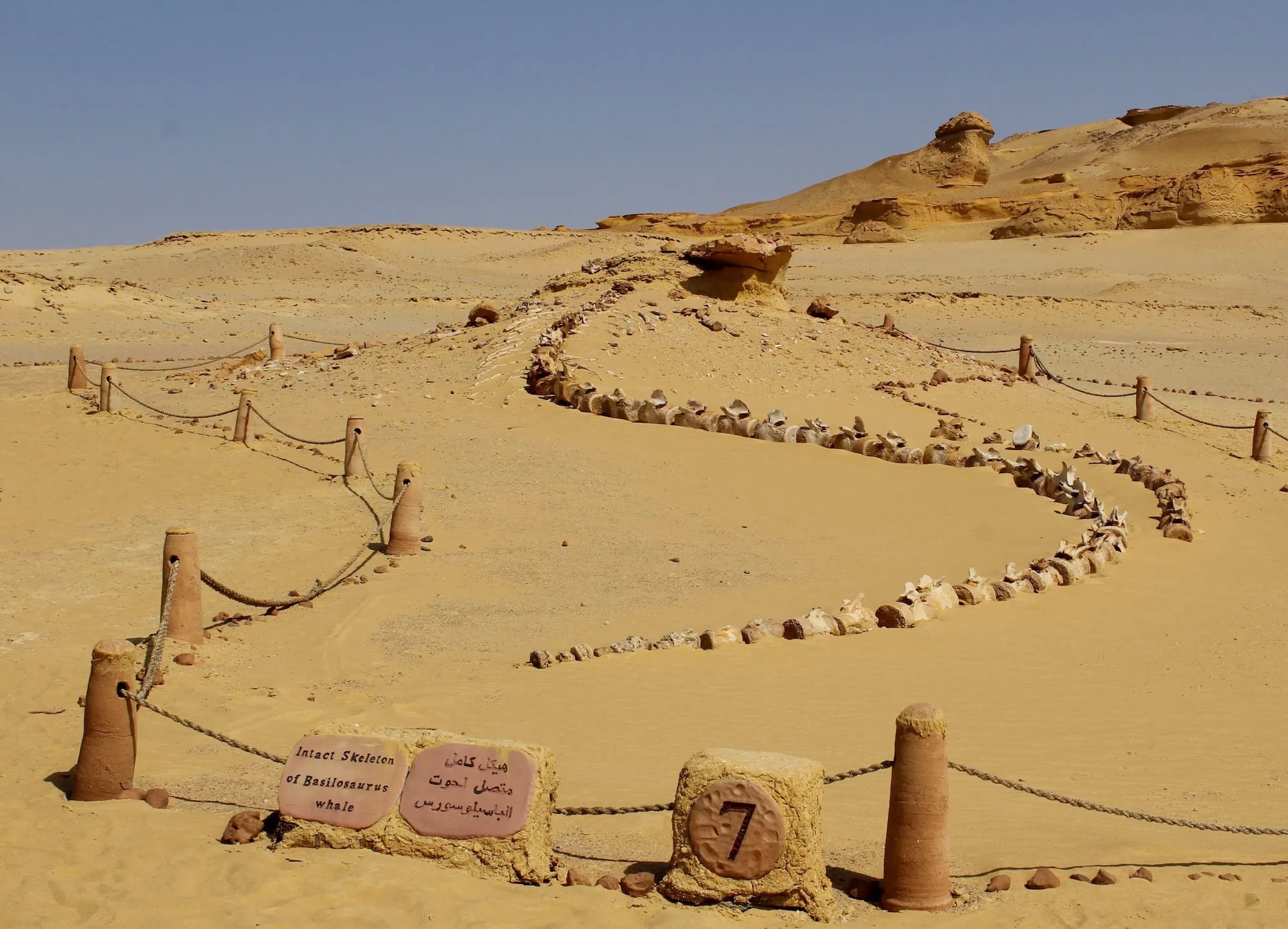 Whale fossil skeleton at Wadi Al-Hitan archaeological site in Egypt