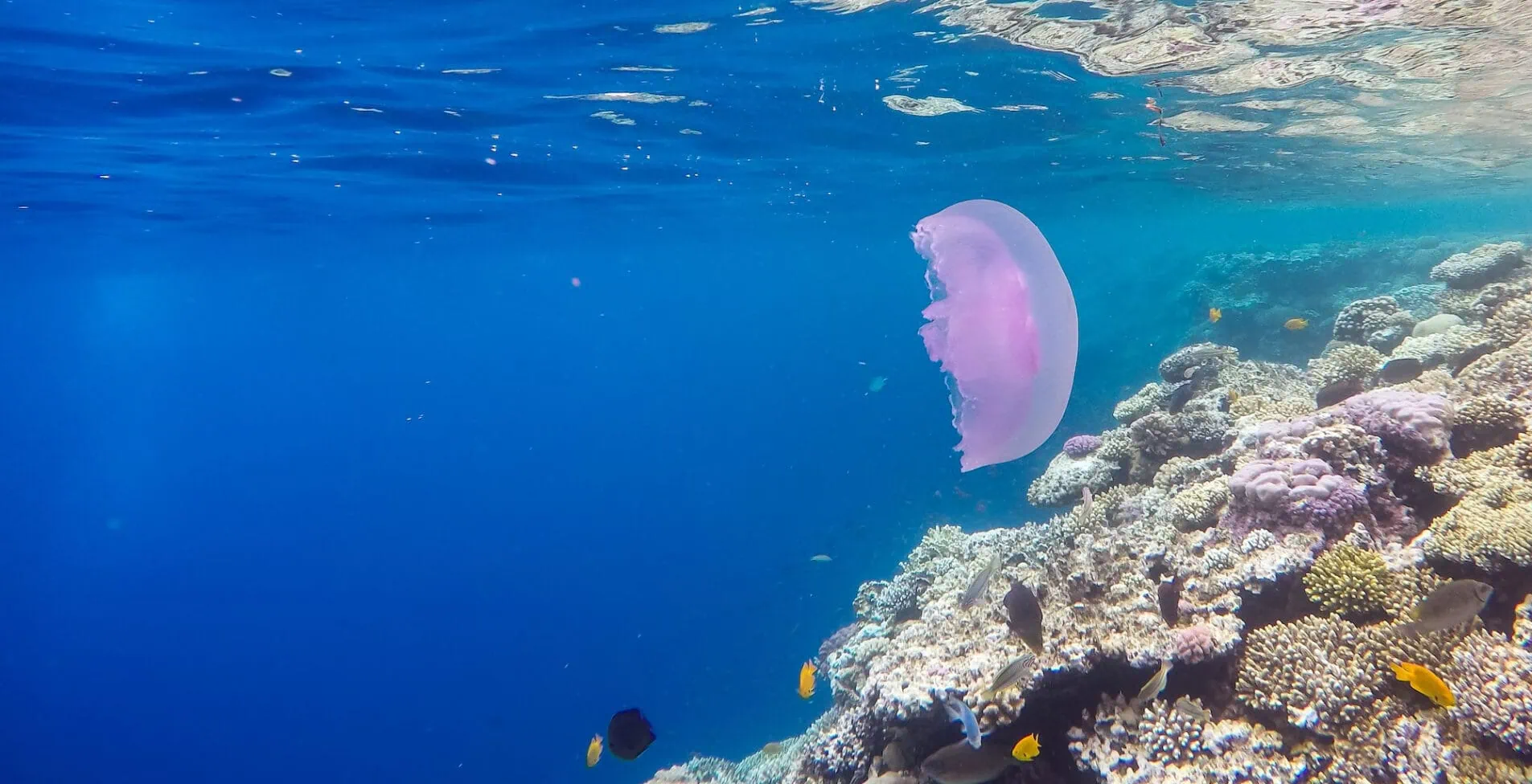 Observation of jellyfish during snorkeling in Dahab in Egypt 1905x976 crop 52 62