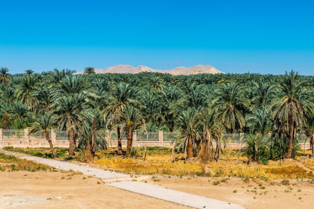 Palm trees beside the ancient Temple of Hibis in Kharga Oasis