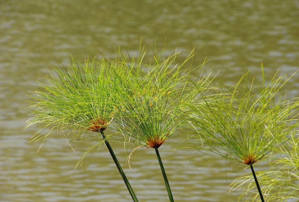 Plants of papyrus on the Nile river