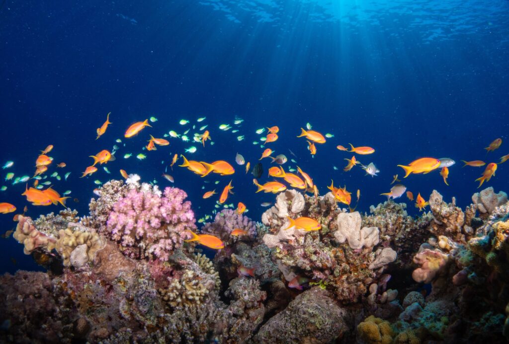 School of fish, Red Sea
