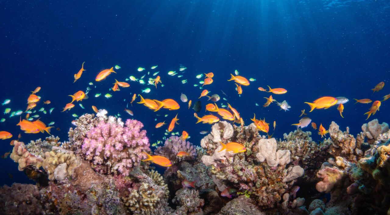 Reef Fish On Coral Reef In The Beautiful And Colorfull