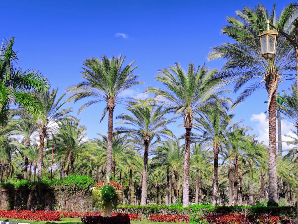 Royal Park Montazah palm forest. Alexandria Egypt1