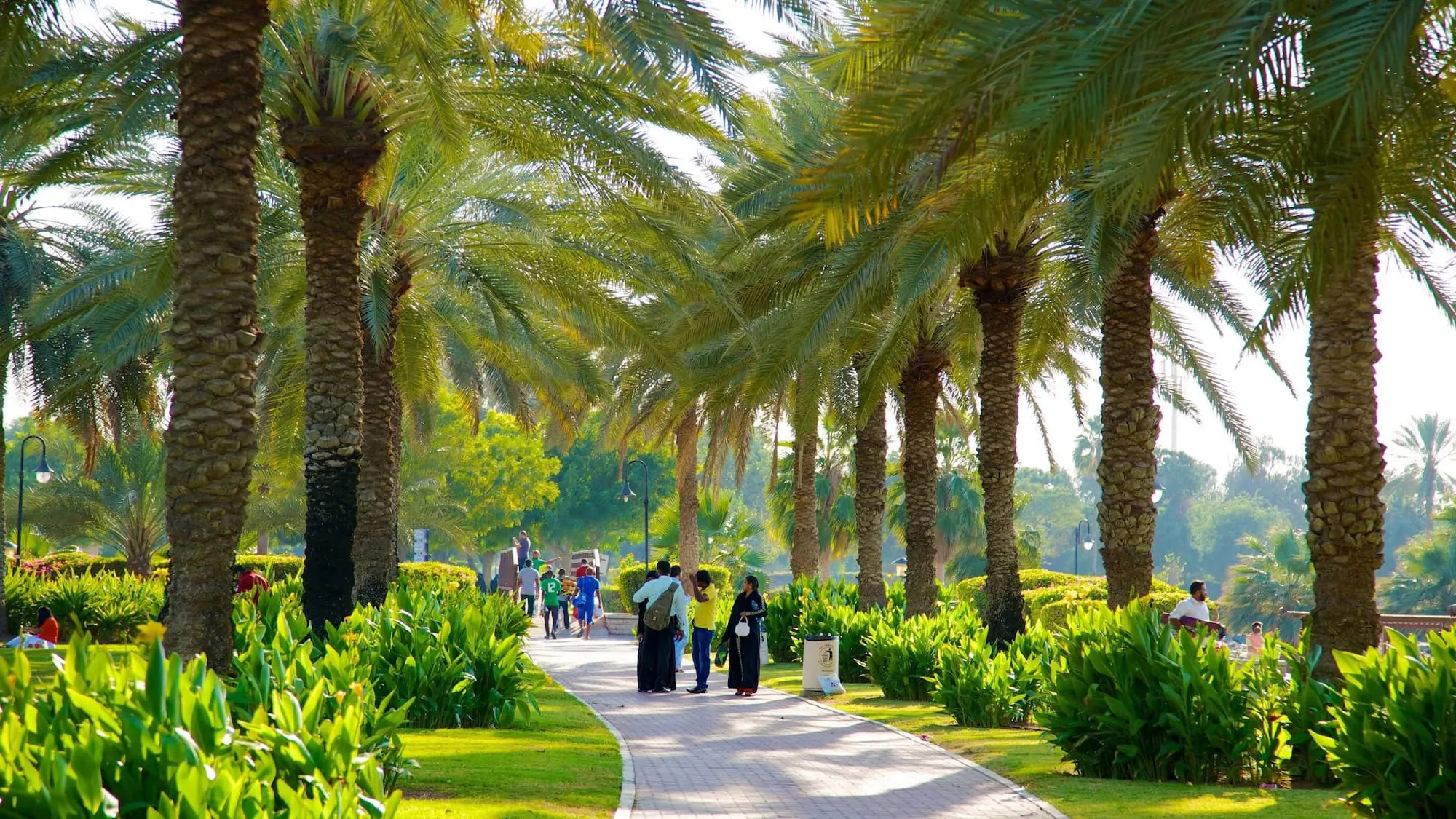 Tree-lined pathway with tall date palms and lush greenery in Safa Park, Dubai
